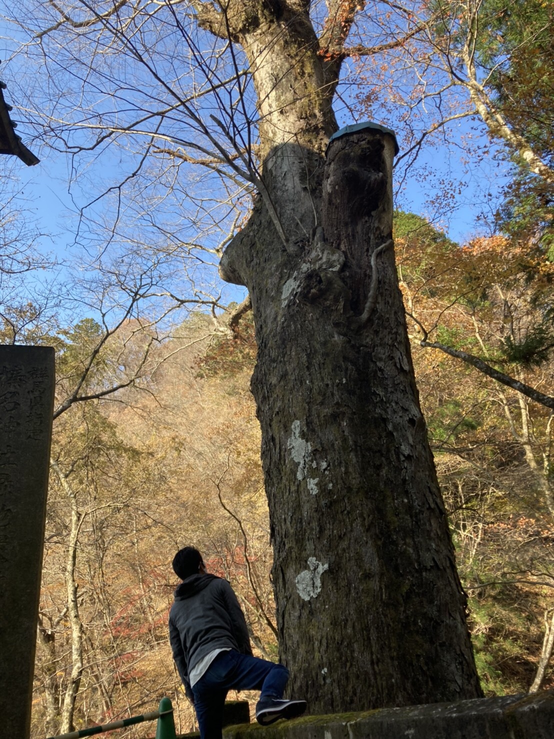 ケヤキ玉杢の立木