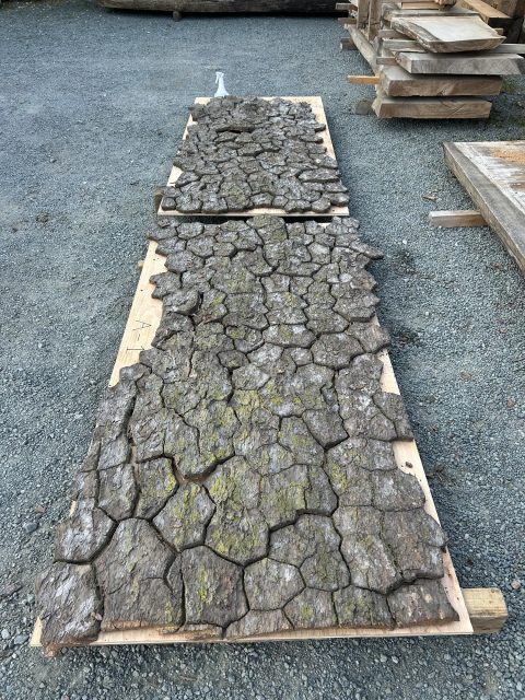 群馬の県木　黒松